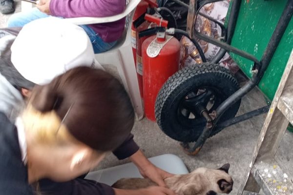 Un éxito jornada de esterilización y vacunación de gatos en el Mercado Revolución