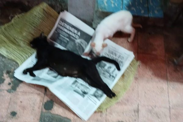 Envenenan a perros y gatos en el mercado Revolución