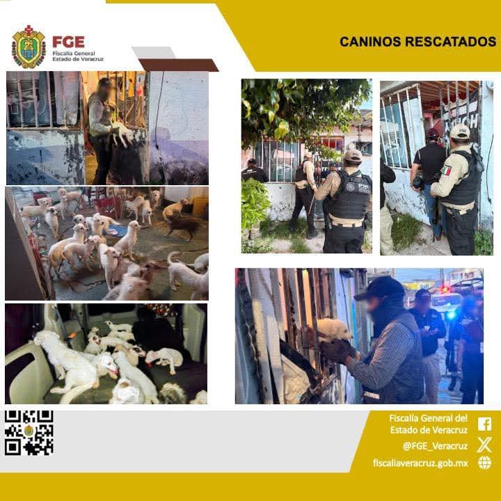 𝗙𝗶𝘀𝗰𝗮𝗹𝗶́𝗮 𝗱𝗲 𝗩𝗲𝗿𝗮𝗰𝗿𝘂𝘇 𝗿𝗲𝘀𝗰𝗮𝘁𝗮 𝗮 𝟰𝟮 𝗰𝗮𝗻𝗶𝗻𝗼𝘀 𝘁𝗿𝗮𝘀 𝗱𝗶𝗹𝗶𝗴𝗲𝗻𝗰𝗶𝗮 𝗱𝗲 𝗰𝗮𝘁𝗲𝗼 𝗲𝗻 𝗖𝗼𝗮𝘁𝘇𝗮𝗰𝗼𝗮𝗹𝗰𝗼𝘀