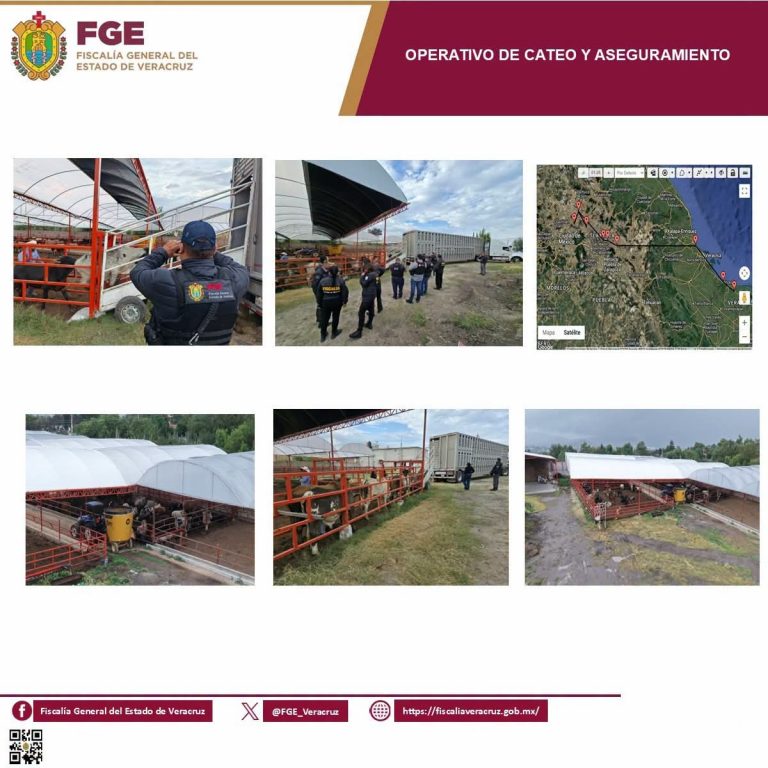 𝗘𝗻 𝗼𝗽𝗲𝗿𝗮𝘁𝗶𝘃𝗼 𝗱𝗲 𝗰𝗮𝘁𝗲𝗼 𝗰𝗼𝗼𝗿𝗱𝗶𝗻𝗮𝗱𝗼, 𝗙𝗶𝘀𝗰𝗮𝗹𝗶́𝗮 𝗱𝗲 𝗩𝗲𝗿𝗮𝗰𝗿𝘂𝘇 𝗿𝗲𝗰𝘂𝗽𝗲𝗿𝗮 𝗲𝗻 𝗲𝗹 𝗘𝘀𝘁𝗮𝗱𝗼 𝗱𝗲 𝗠𝗲́𝘅𝗶𝗰𝗼 𝟯𝟱 𝗰𝗮𝗯𝗲𝘇𝗮𝘀 𝗱𝗲 𝗴𝗮𝗻𝗮𝗱𝗼 𝘀𝘂𝘀𝘁𝗿𝗮𝗶́𝗱𝗮𝘀 𝗲𝗻 𝗔́𝗻𝗴𝗲𝗹 𝗥. 𝗖𝗮𝗯𝗮𝗱𝗮